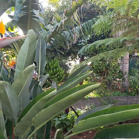 פונשל City View Gardens מראה חיצוני תמונה