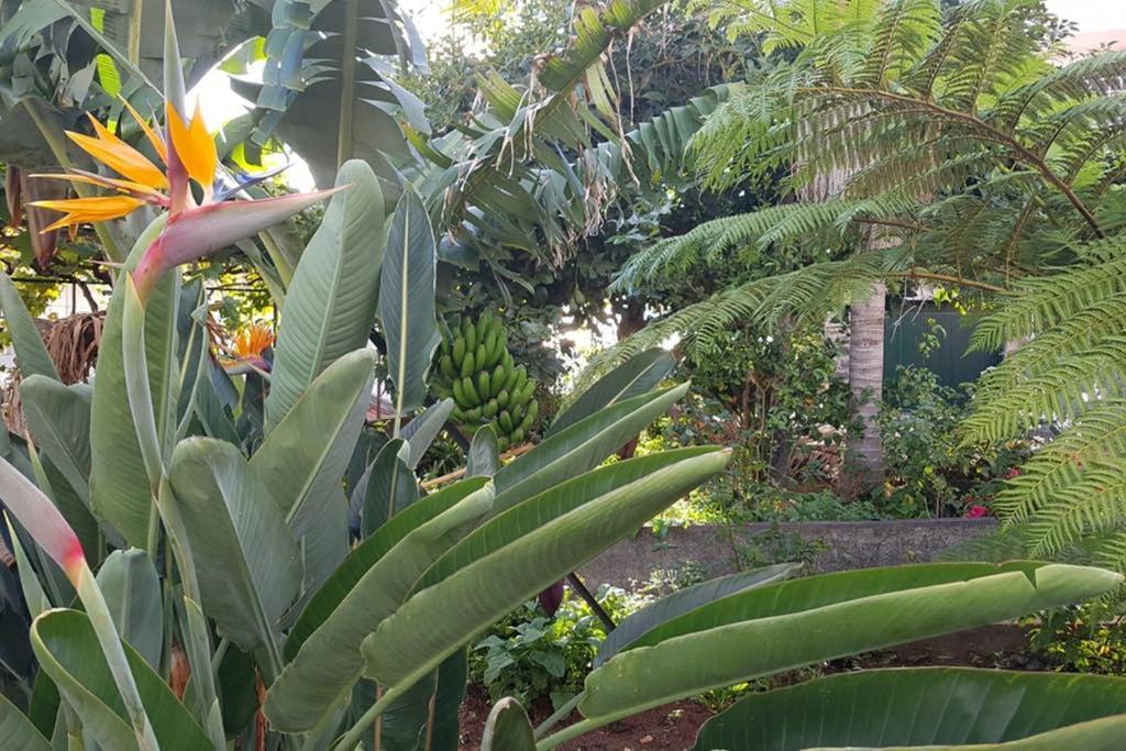פונשל City View Gardens מראה חיצוני תמונה